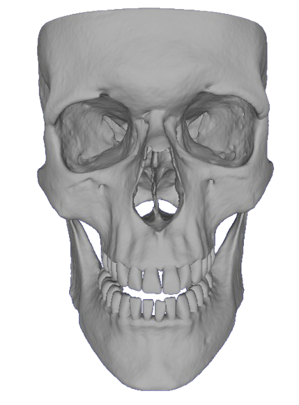 Segmented bone structures