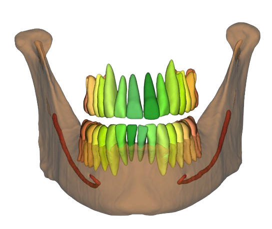 Segmented mandible, mandibular canals, and individual teeth (separate meshes)